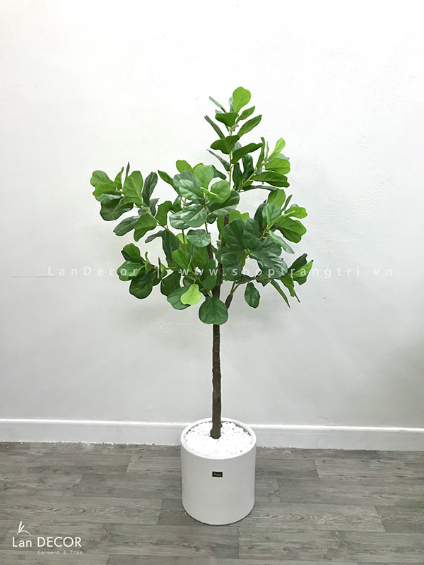 Cây bàng Singapore trang trí nhà hiện đại Lan Decor (160cm) - CC247