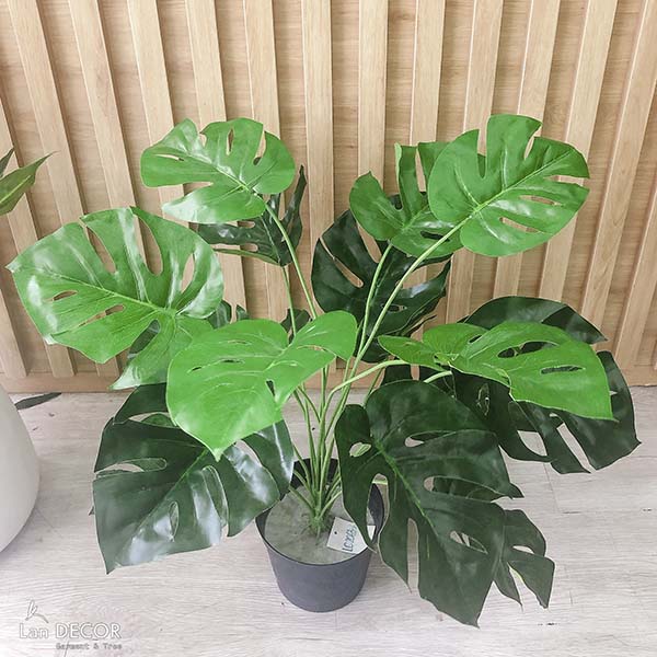 CHẬU CÂY LÁ RÙA TRANG TRÍ KHÔNG GIAN XANH (60cm) - LC2063-6