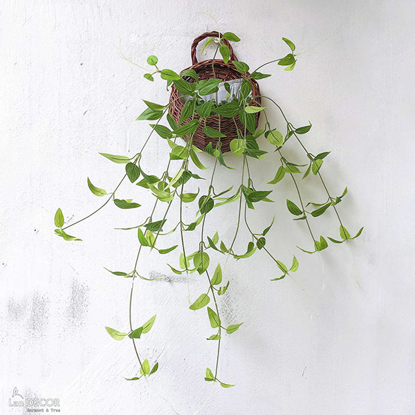 Top Các Loại Cây Rủ Treo Tường Đẹp Và Dễ Chăm Sóc