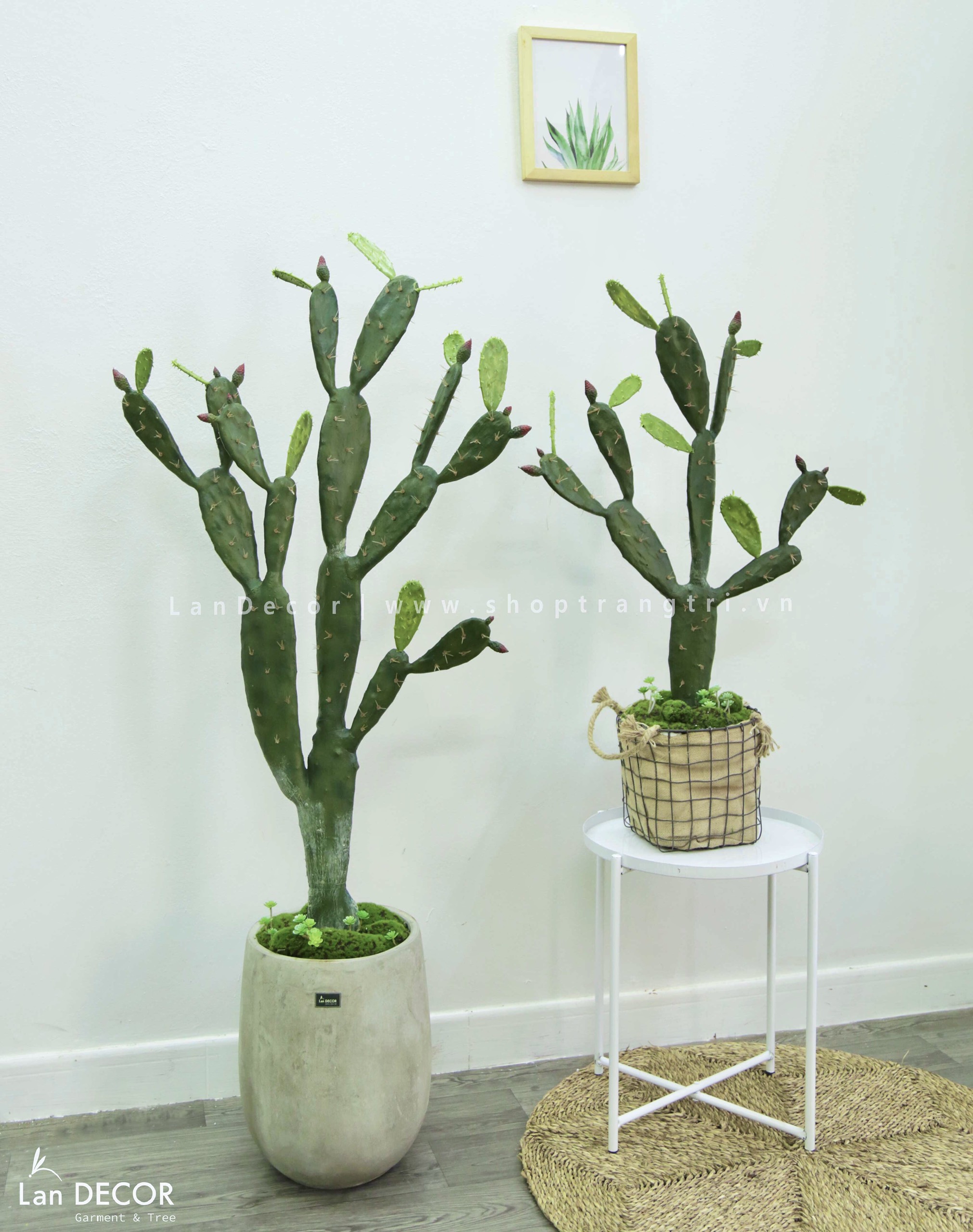 CHẬU CÂY XƯƠNG RỒNG TAI THỎ TRANG TRÍ LAN DECOR (150cm) - HC1050