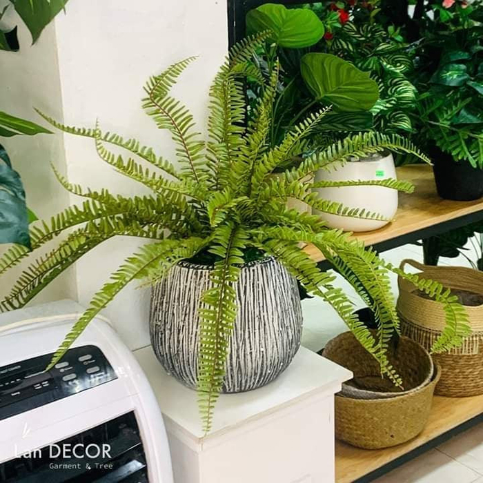 Chậu dương xỉ cổ đại trang trí Landecor - CC372
