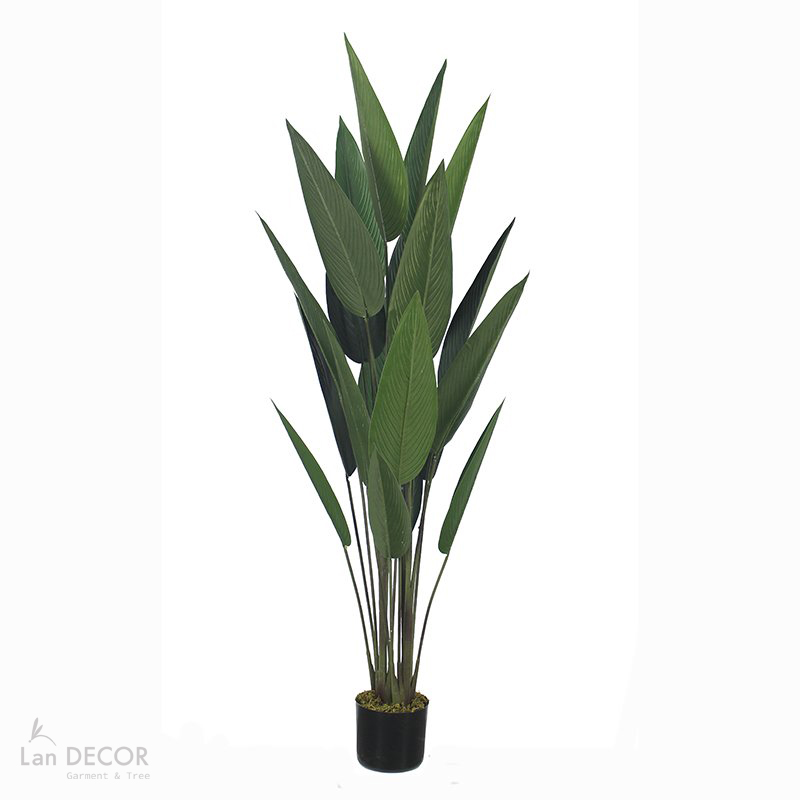 CÂY CHUỐI CẢNH LÁ NHỌN TRANG TRÍ ( 140CM) - LC3180