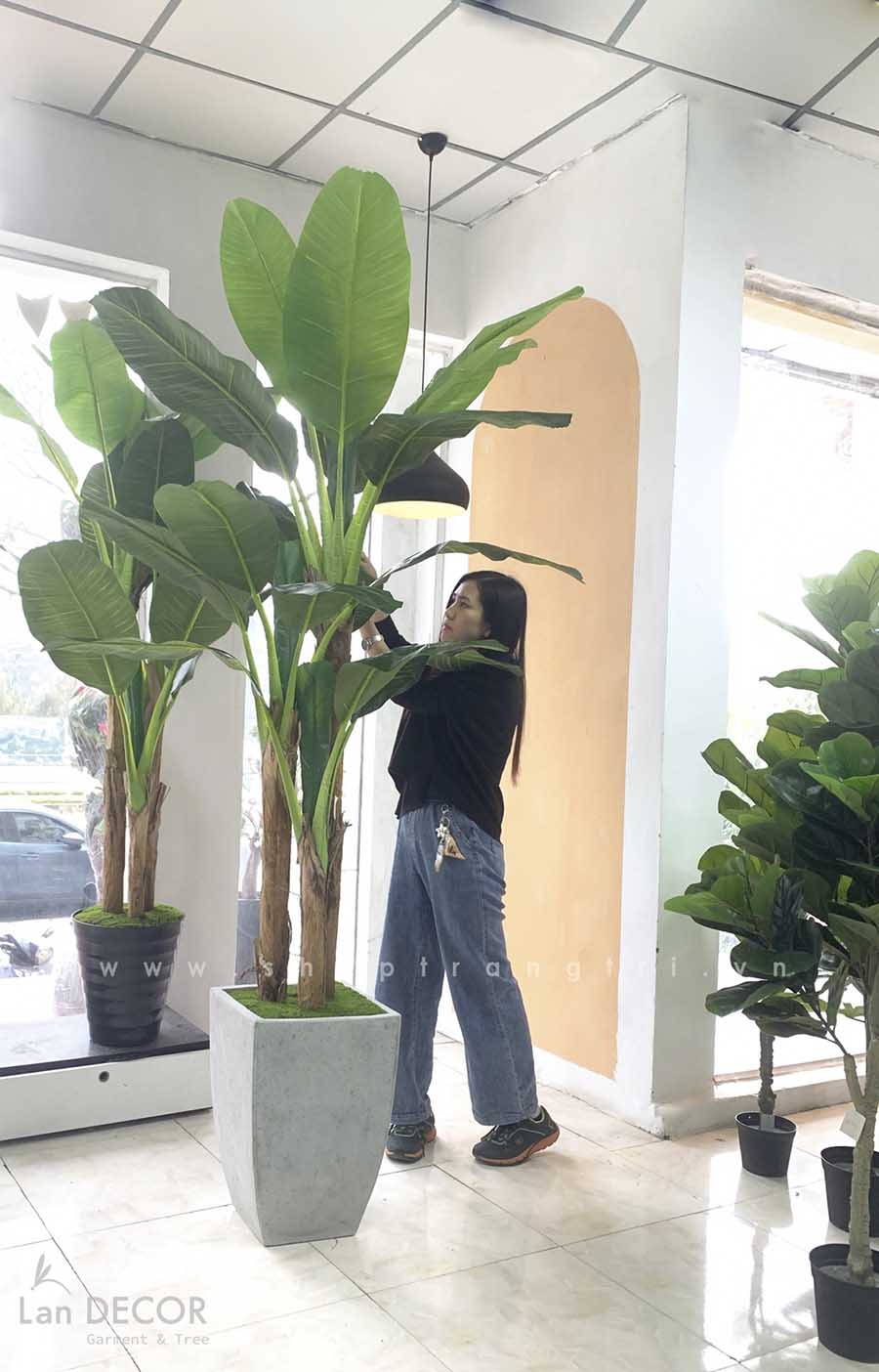 CÂY CHUỐI CẢNH (230cm) - LC1598