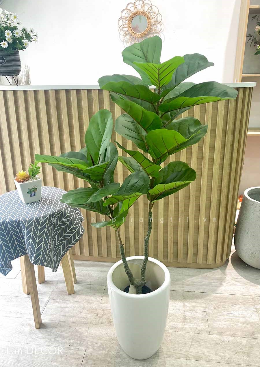 Cây bàng Singapore 2 thân trang trí  ( 120cm) - LC3183