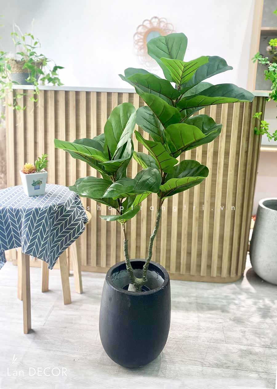 Cây bàng Singapore 2 thân trang trí  ( 120cm) - LC3183