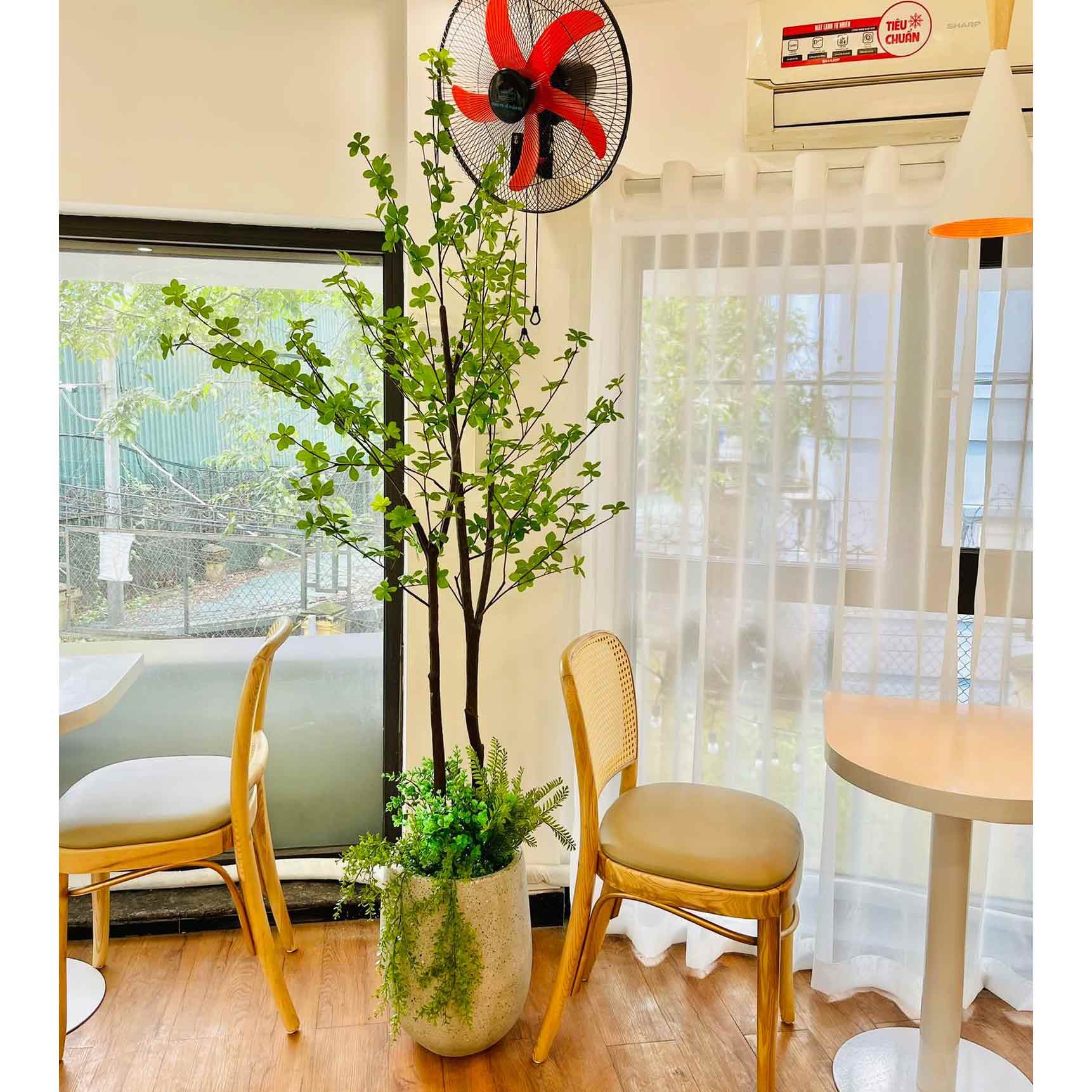 TỔNG HỢP NHỮNG MẪU CÂY THẠCH NAM NHẬT BẢN TRANG TRÍ NỘI THẤT, ĐẸP TỰ NHIÊN