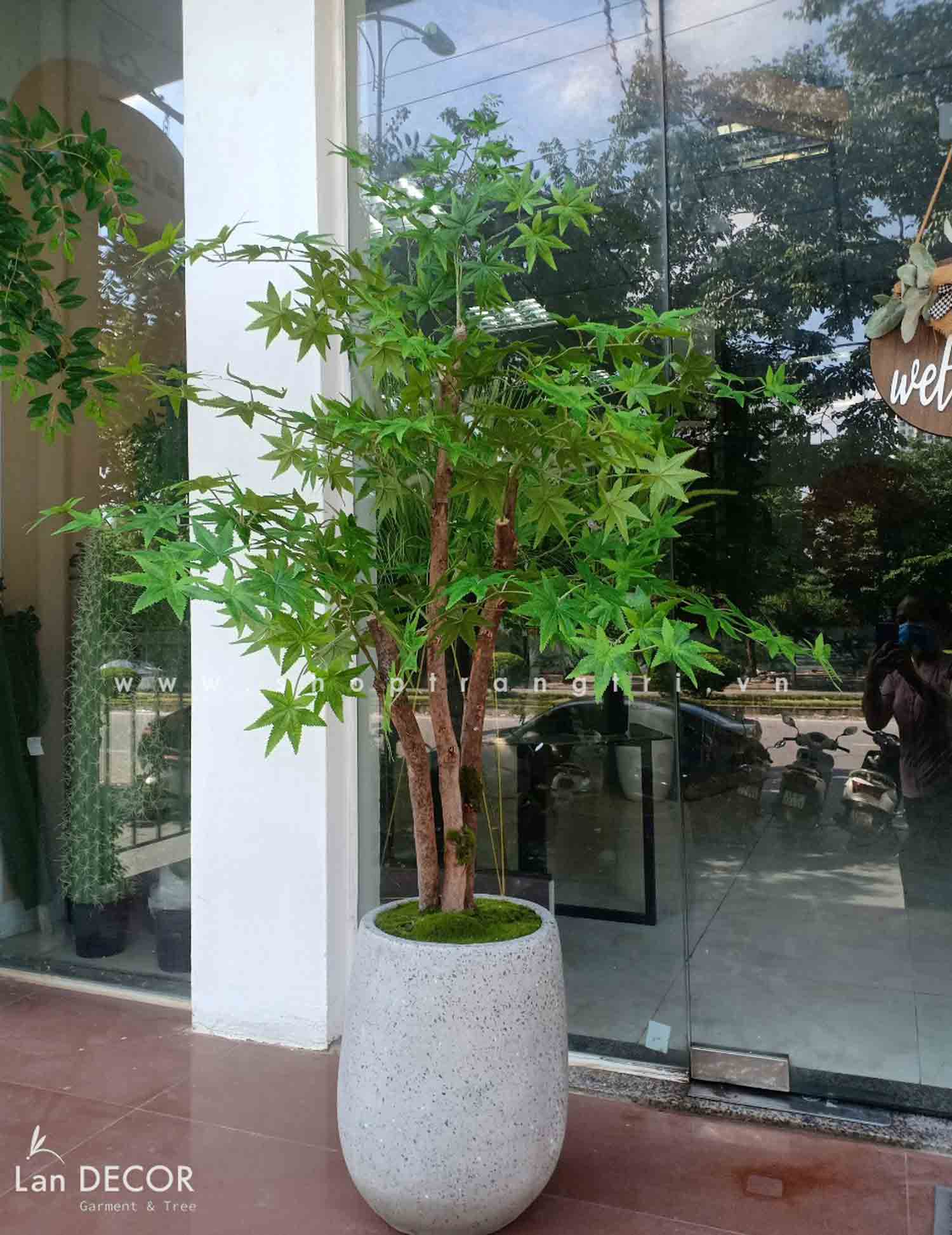 TỔNG HỢP NHỮNG MẪU CÂY PHONG LÁ ĐỎ CHUYỂN MÀU RỰC RỠ