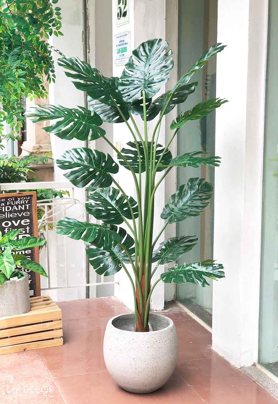 Cây Monstera trang trí nhà đẹp Landecor (150cm) - LC3058