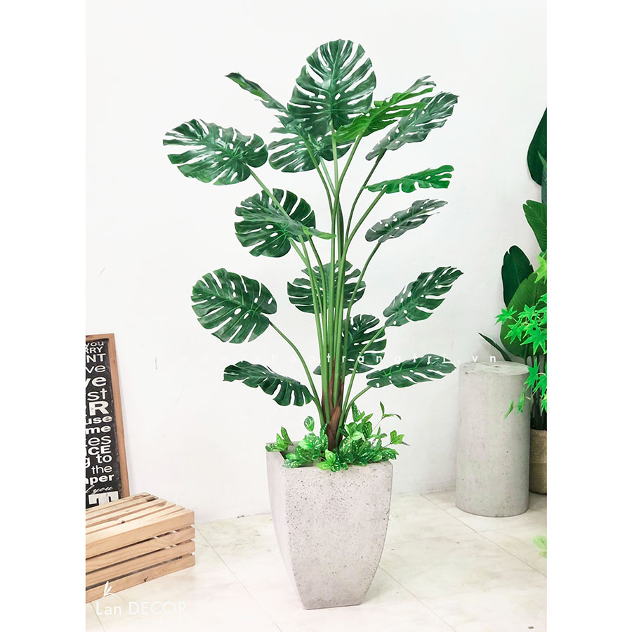 Chậu cây Monstera trang trí tiểu cảnh nhà đẹp Landecor (170cm ...