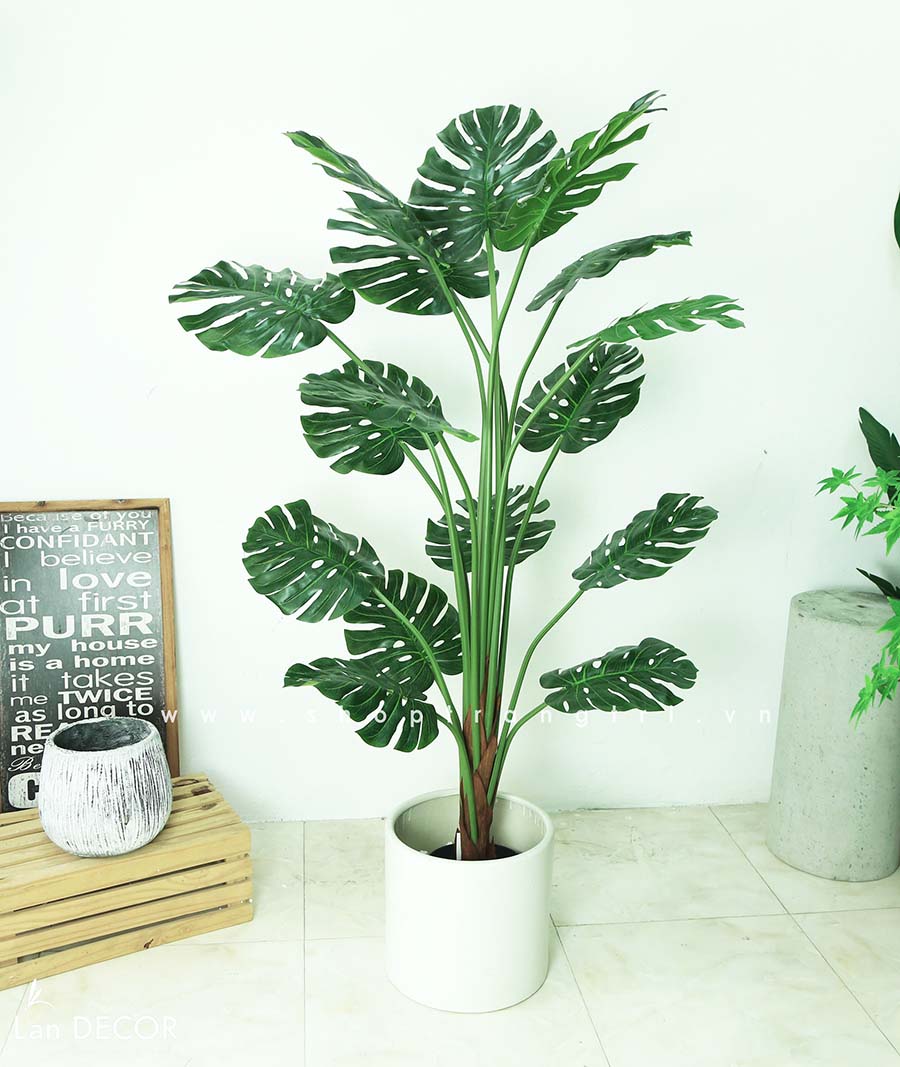 Cây Monstera trang trí nhà đẹp Landecor (150cm) - LC3058
