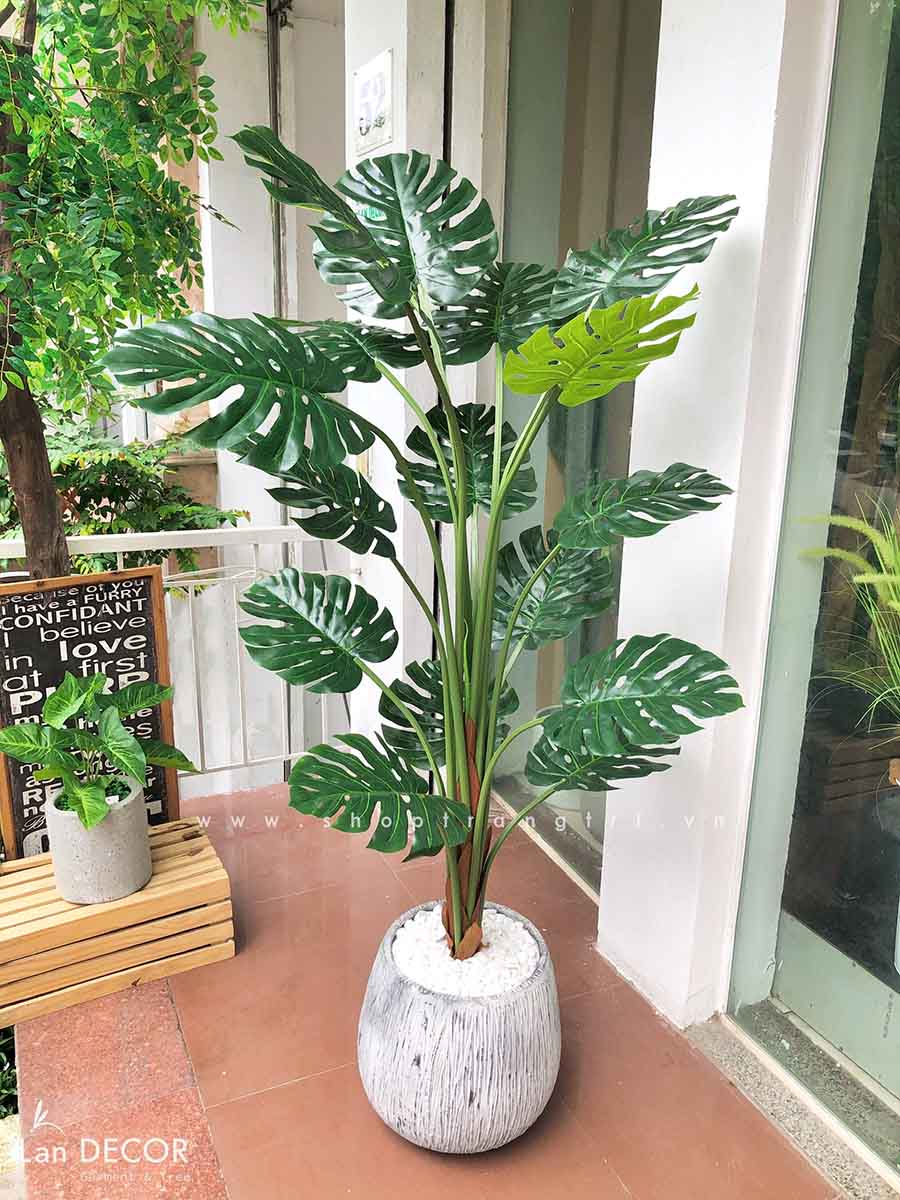 Cây Monstera trang trí nhà đẹp Landecor (150cm) - LC3058