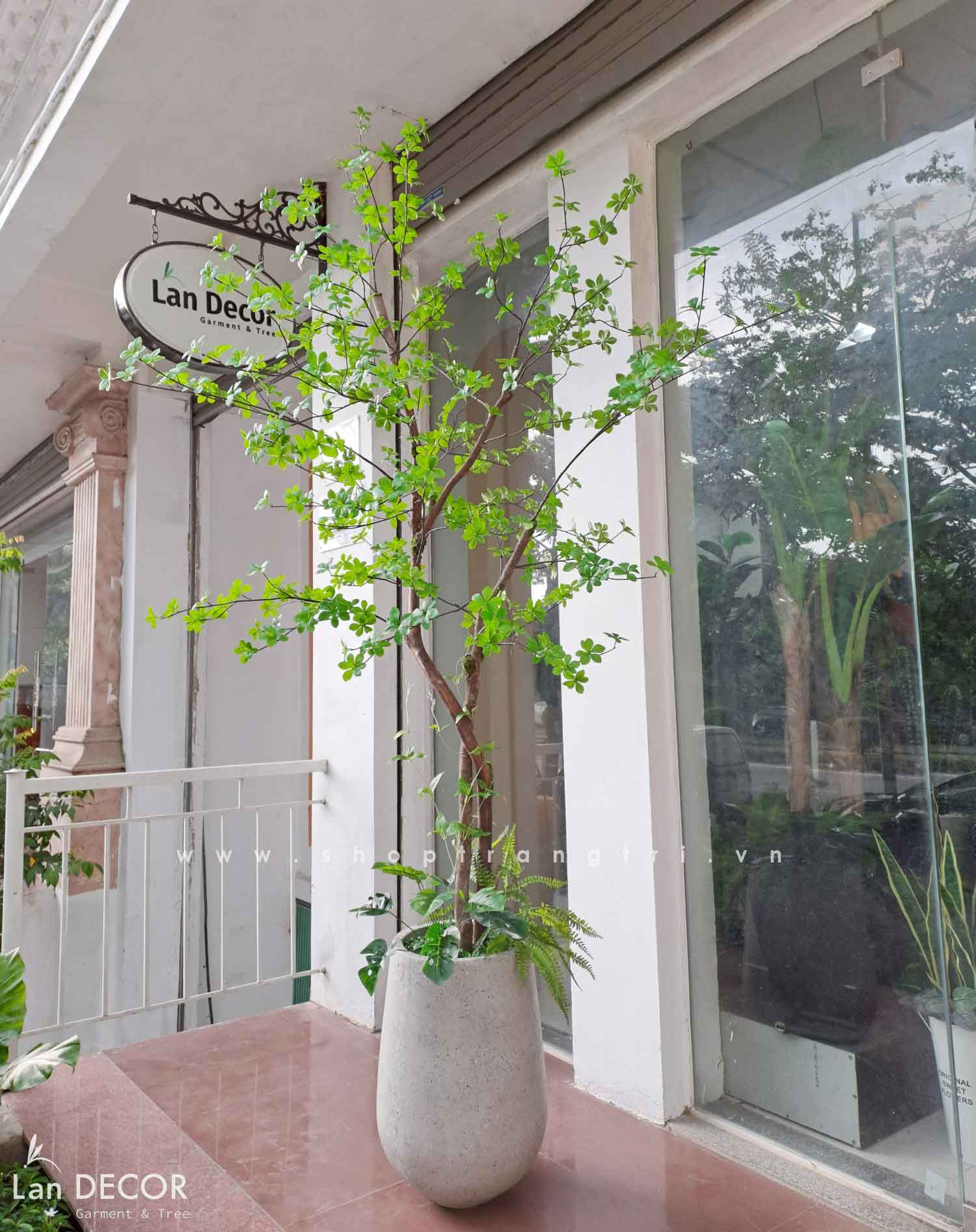 TỔNG HỢP NHỮNG MẪU CÂY THẠCH NAM NHẬT BẢN TRANG TRÍ NỘI THẤT, ĐẸP TỰ NHIÊN