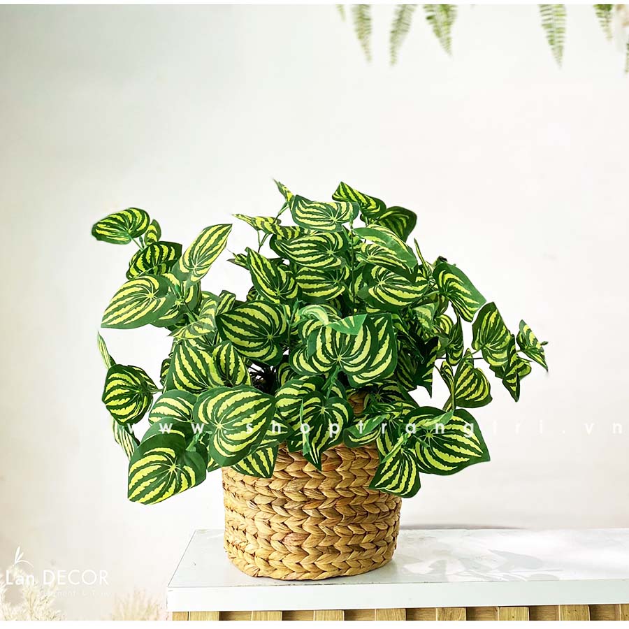 Chậu mây lá sọc dưa hấu nhỏ xinh trang trí Landecor - CC364-2 Tổng Kho Sỉ Cây Giả Trang Trí Lan Decor - Giá Từ Nhà Sản Xuất Chậu Mây Lá Sọc Dưa Hấu Nhỏ Xinh Trang Trí Landecor - Cc364-2 Tổng Kho Sỉ Cây Giả Trang Trí Lan Decor - Giá Từ Nhà Sản Xuất