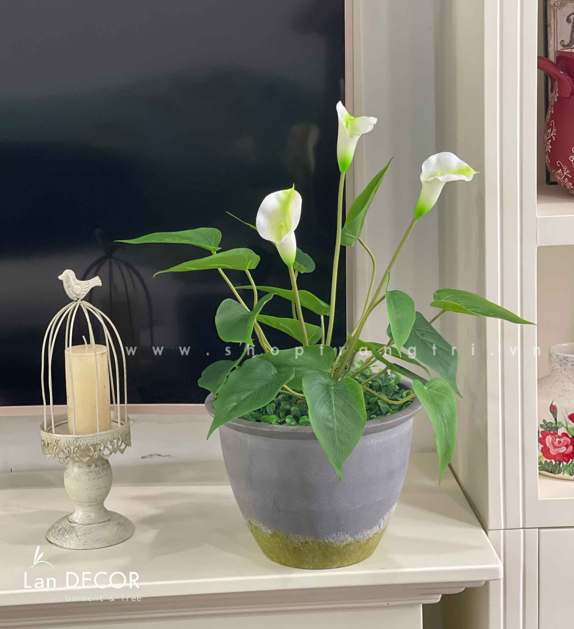 CÂY LAN Ý TRANG TRÍ KHÔNG GIAN HIỆN ĐẠI SANG TRỌNG - CC607