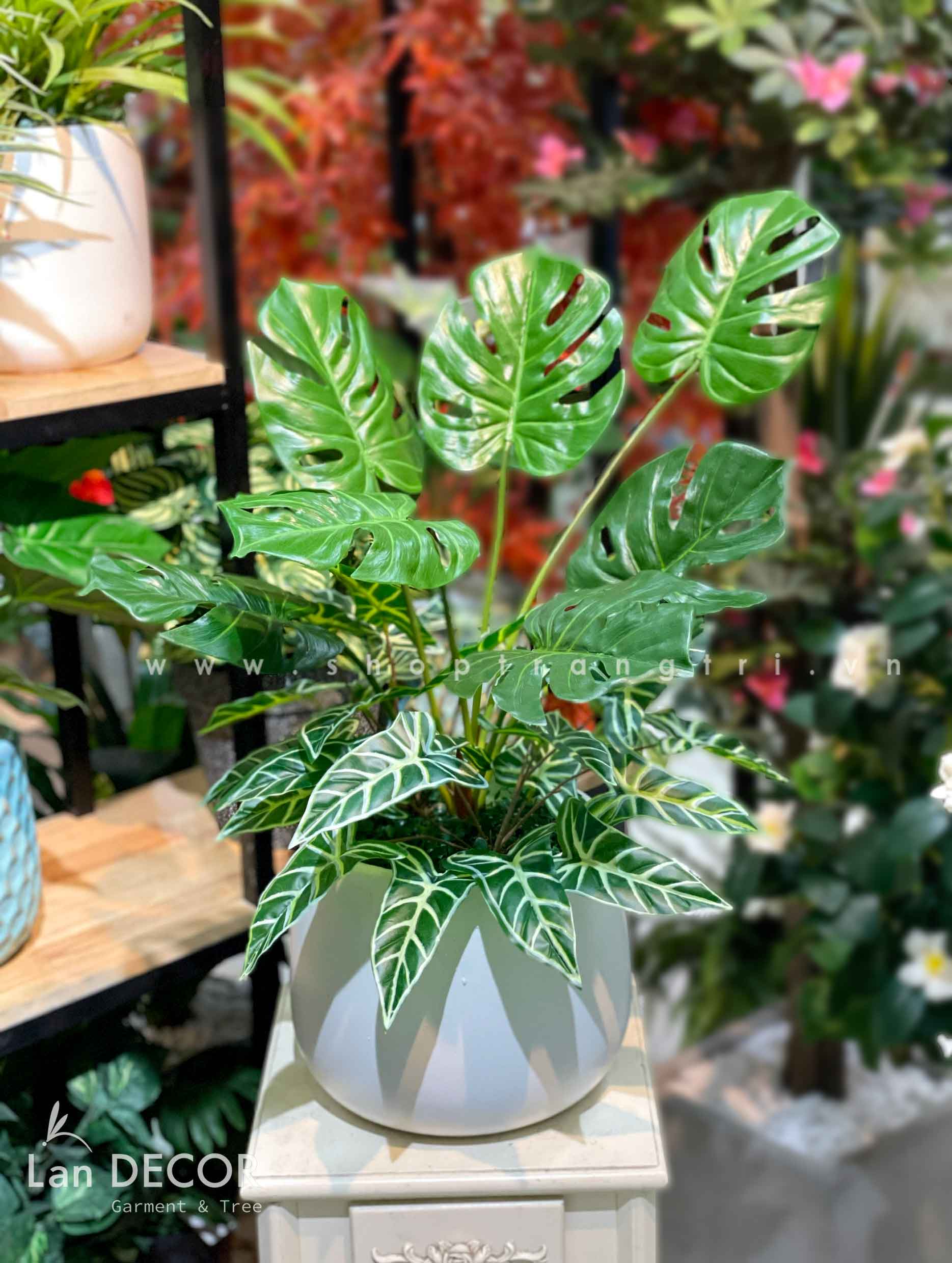 Chậu cây monstera mix lá bán hạ hiện đại trang trí nhà (70cm) - CC622