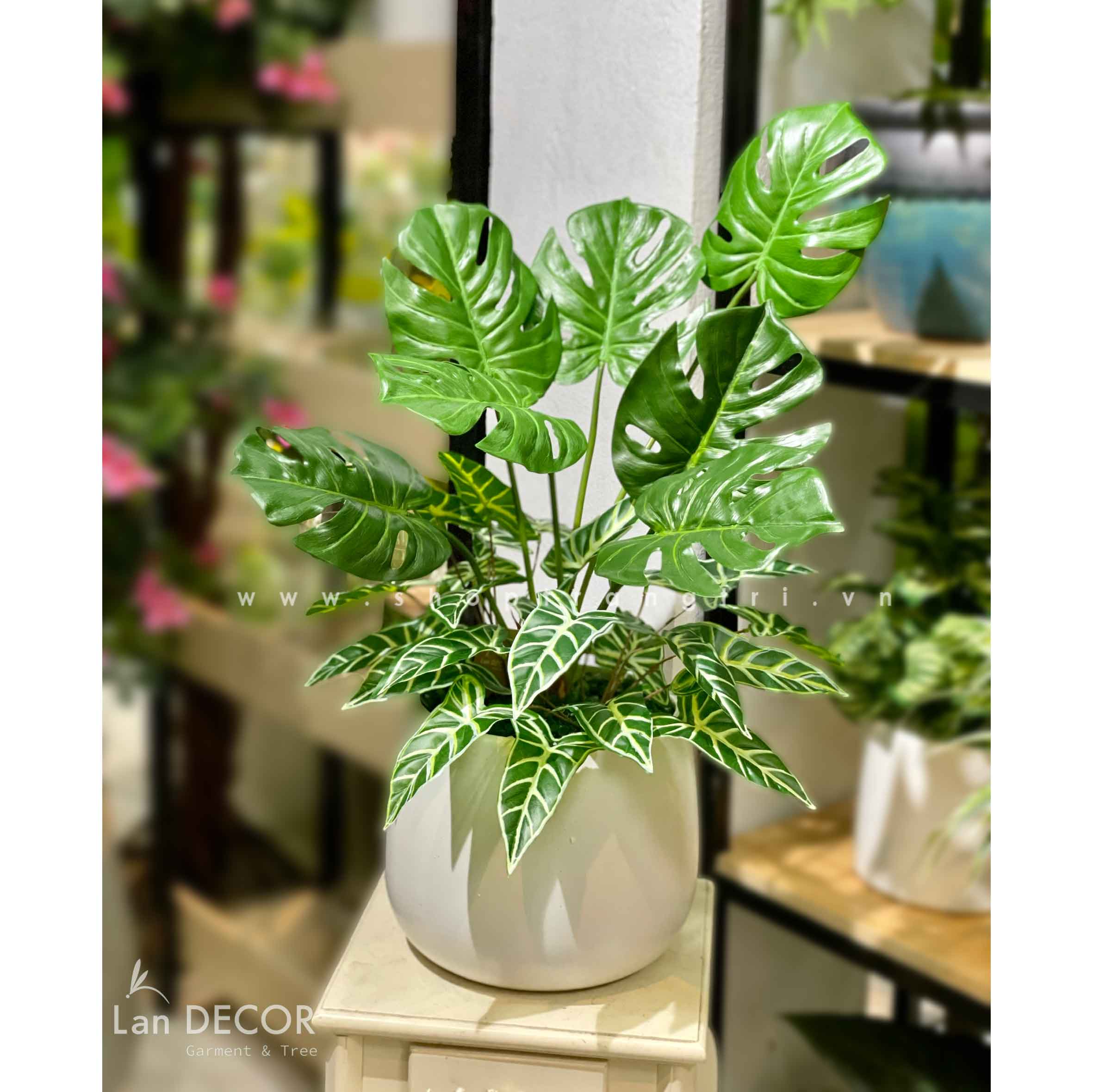 Chậu cây monstera mix lá bán hạ hiện đại trang trí nhà (70cm ...