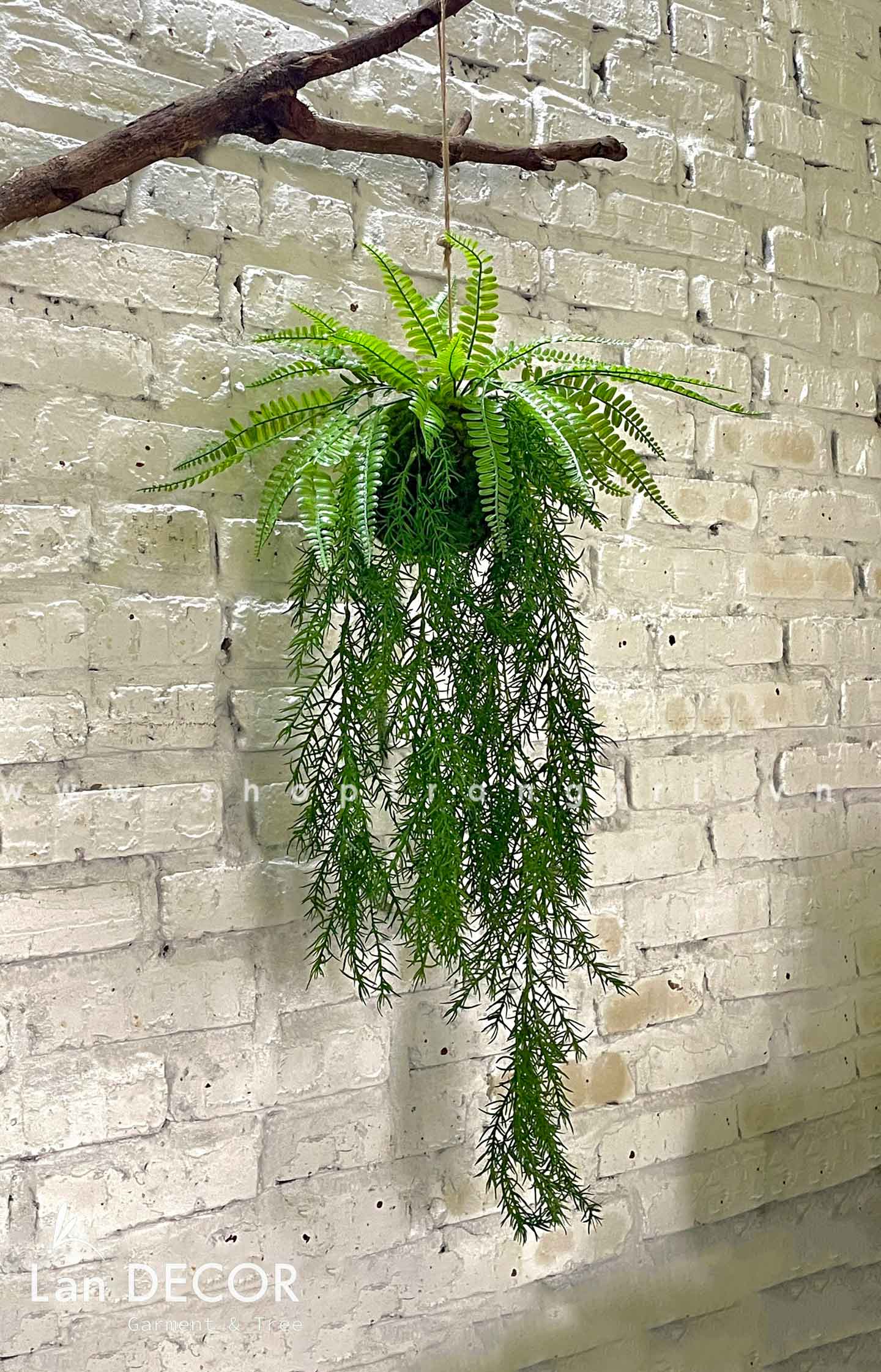 Quả cầu rêu dương xỉ treo mix dương xỉ măng rủ trang trí decor nội thất, quán cà phê,cửa tiệm Lan Decor - CC625