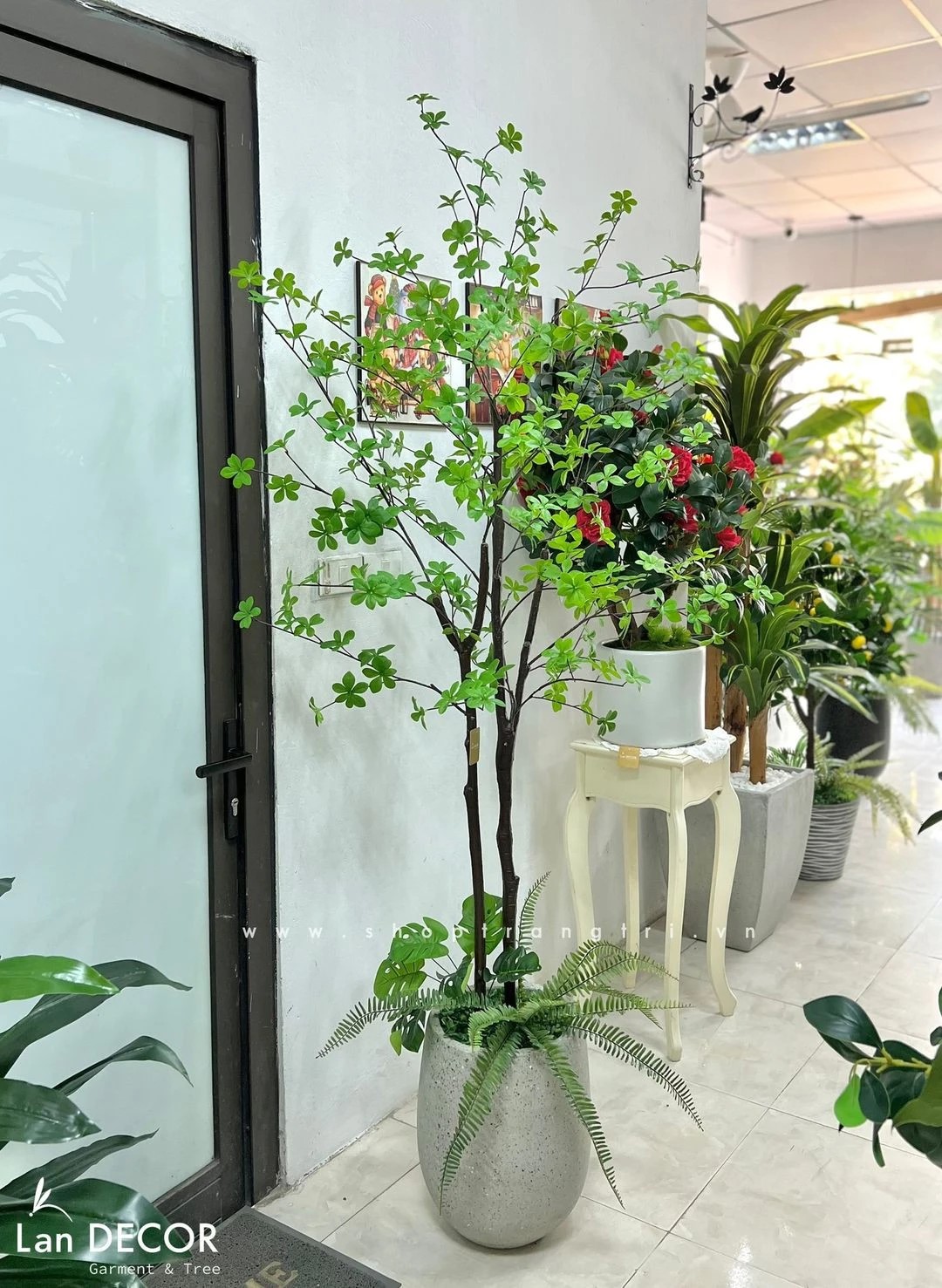 TỔNG HỢP NHỮNG MẪU CÂY THẠCH NAM NHẬT BẢN TRANG TRÍ NỘI THẤT, ĐẸP TỰ NHIÊN