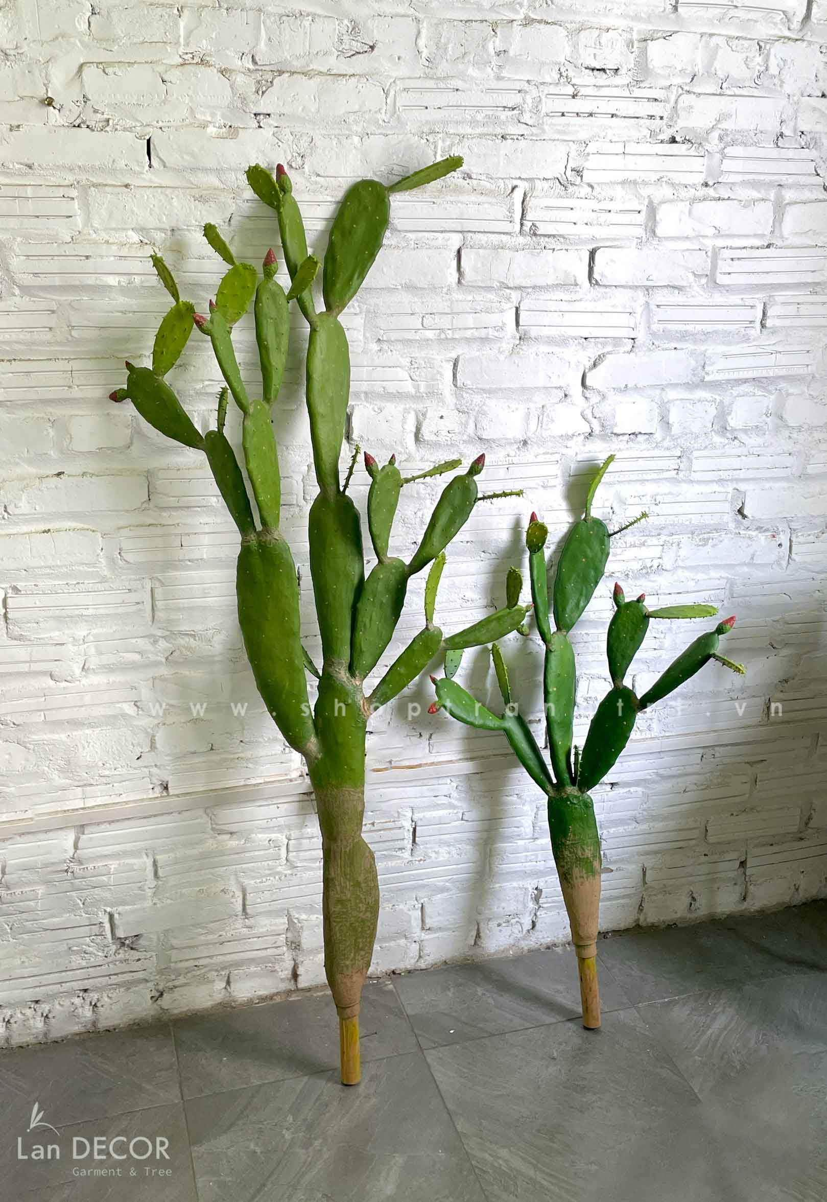 CHẬU CÂY XƯƠNG RỒNG TAI THỎ TRANG TRÍ LAN DECOR (150cm) - HC1050