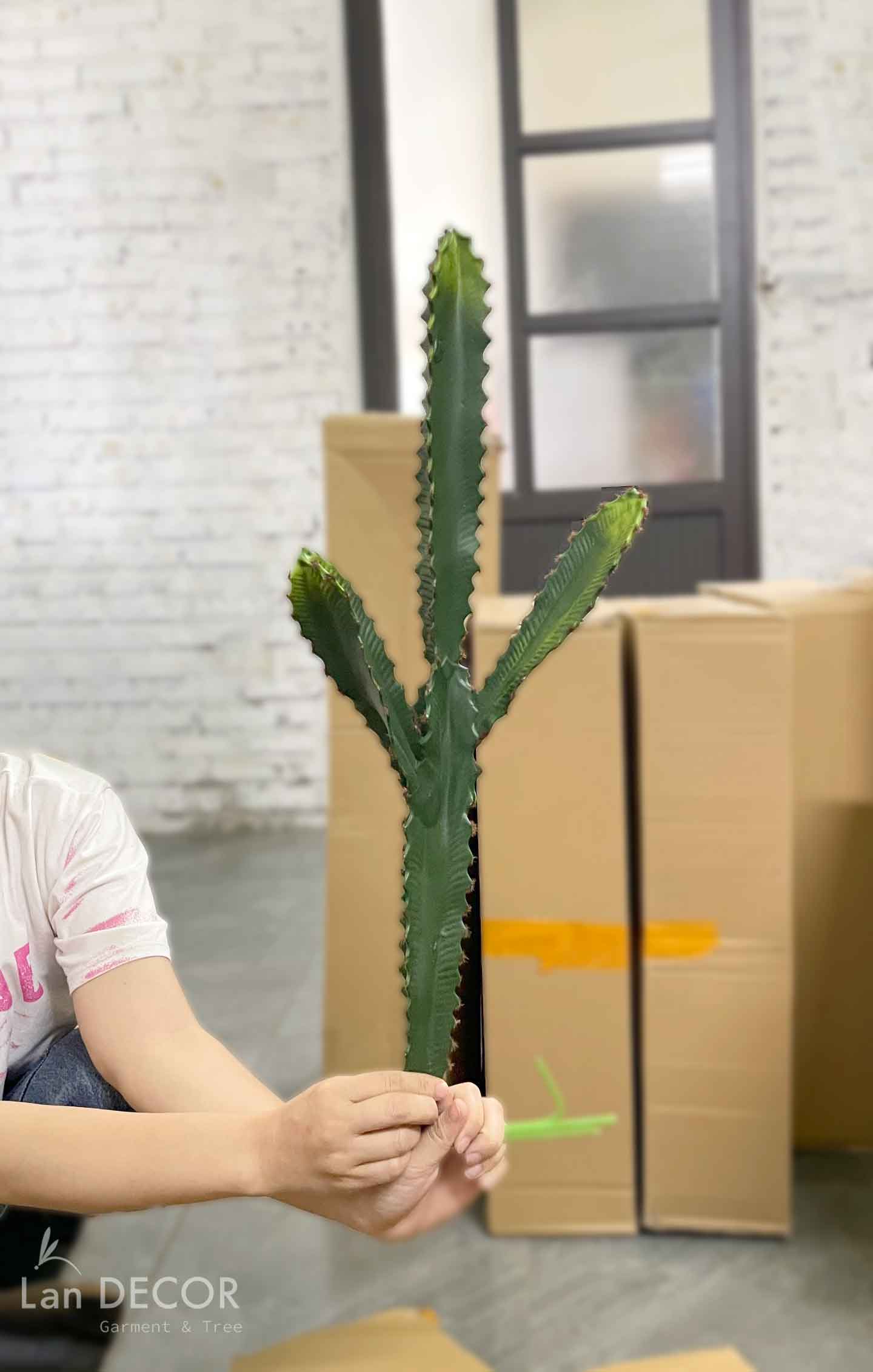 CÀNH XƯƠNG RỒNG TRỤ SAN HÔ  - HC1146