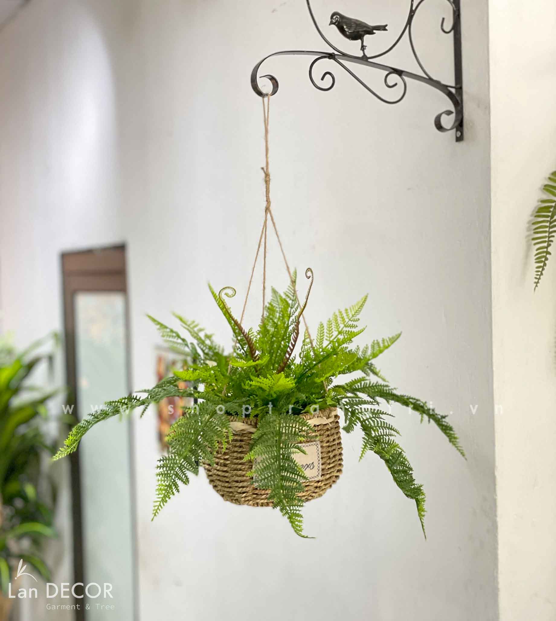 Giỏ dương xỉ  rủ treo trang trí nhà đẹp Lan Decor - CC642