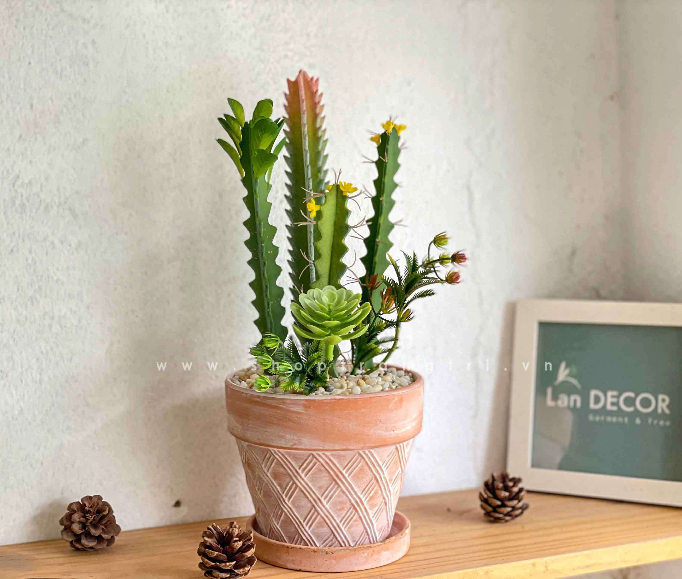 CHẬU CÂY XƯƠNG RỒNG MIX ĐỂ BÀN TRANG TRÍ - CC635