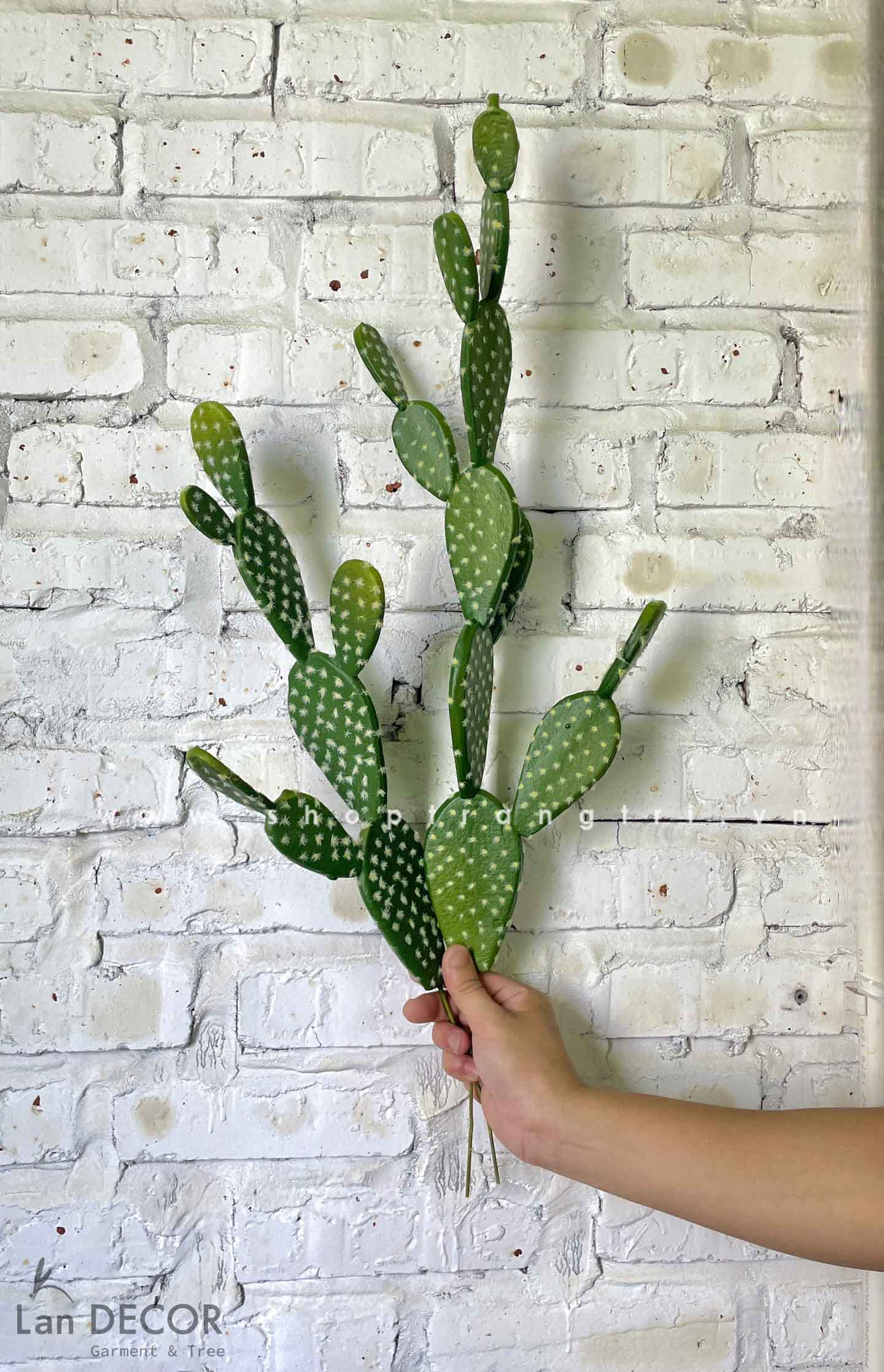 Xương rồng tai thỏ - HC162