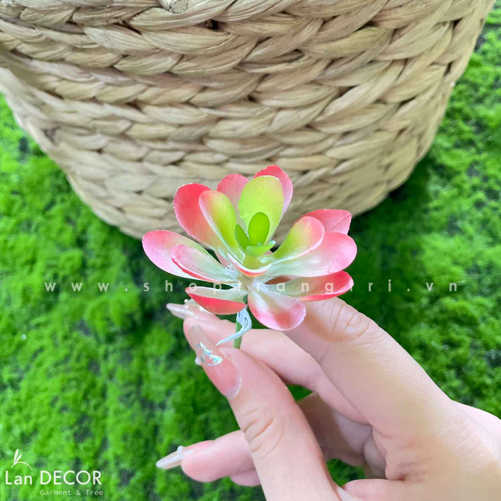 Sen đá  decor trang trí nhà cửa , chậu cây  -   Sen đá 9