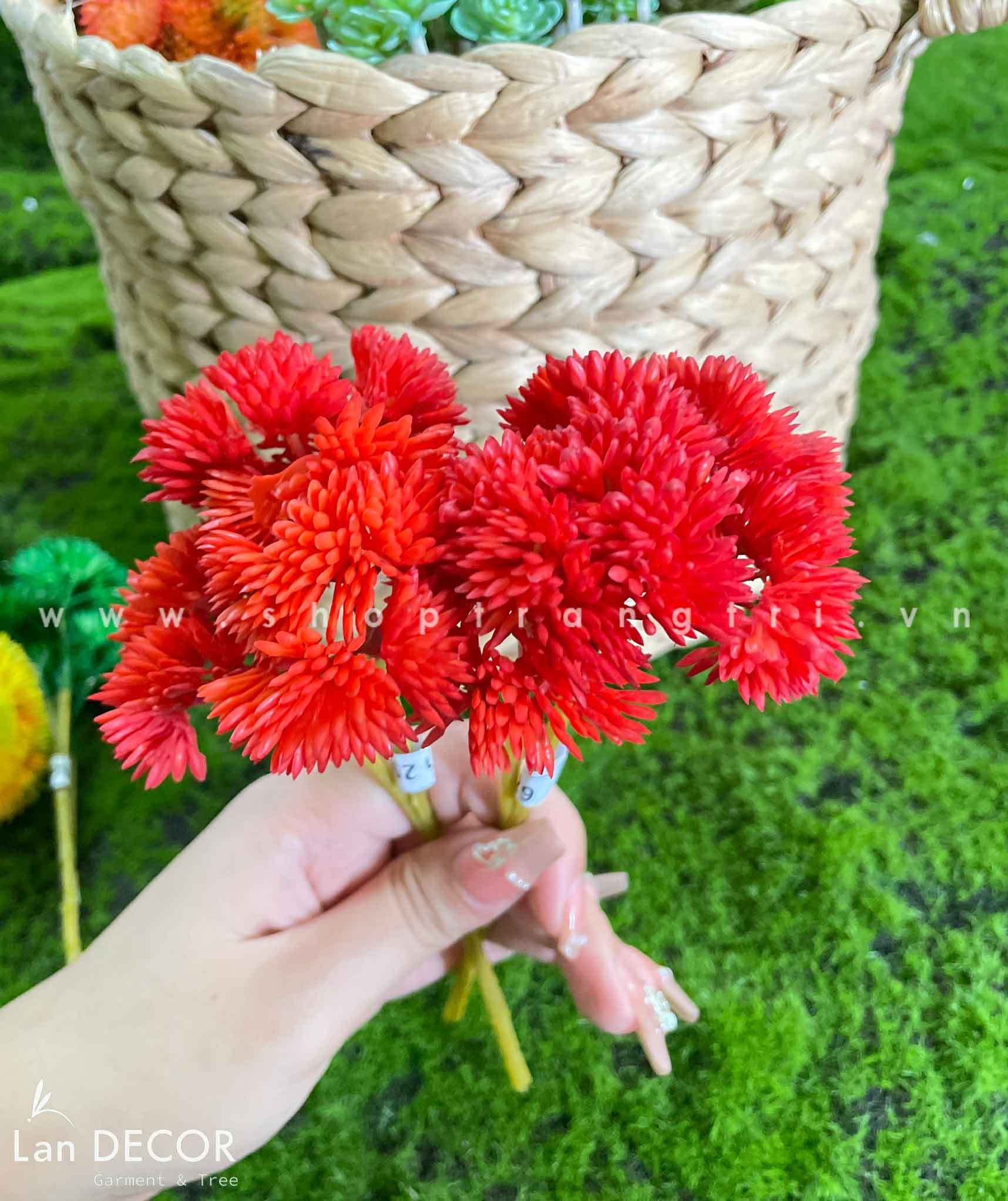 Sen đá  decor trang trí nhà cửa , chậu cây  -   Sen đá 29