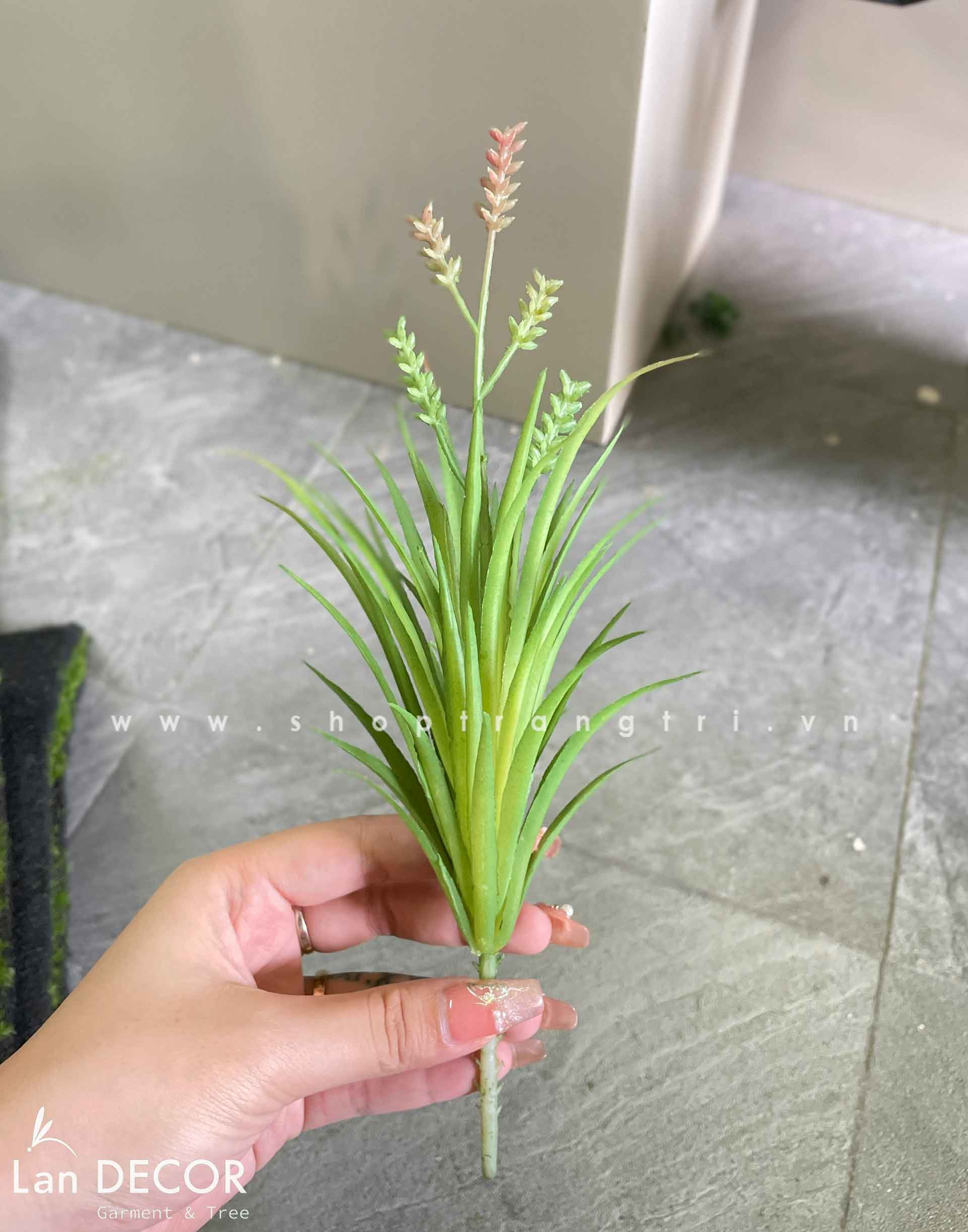 Sen đá  decor trang trí nhà cửa , chậu cây  -   Sen đá 29