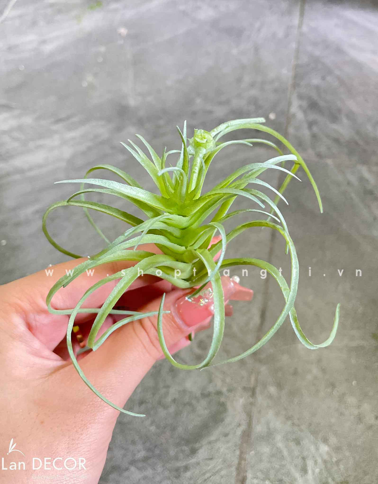 Sen đá  decor trang trí nhà cửa , chậu cây  -   Sen đá 29