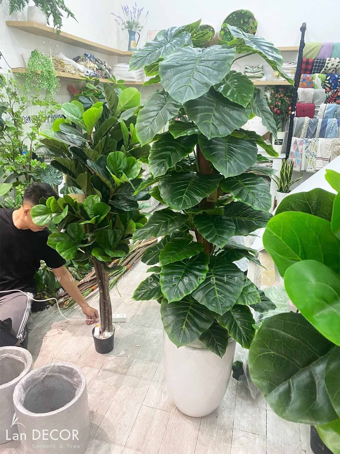 CÂY TRẦU BÀ CỘT TRANG TRÍ NỘI THẤT ĐẸP (145cm) - LC1992-1