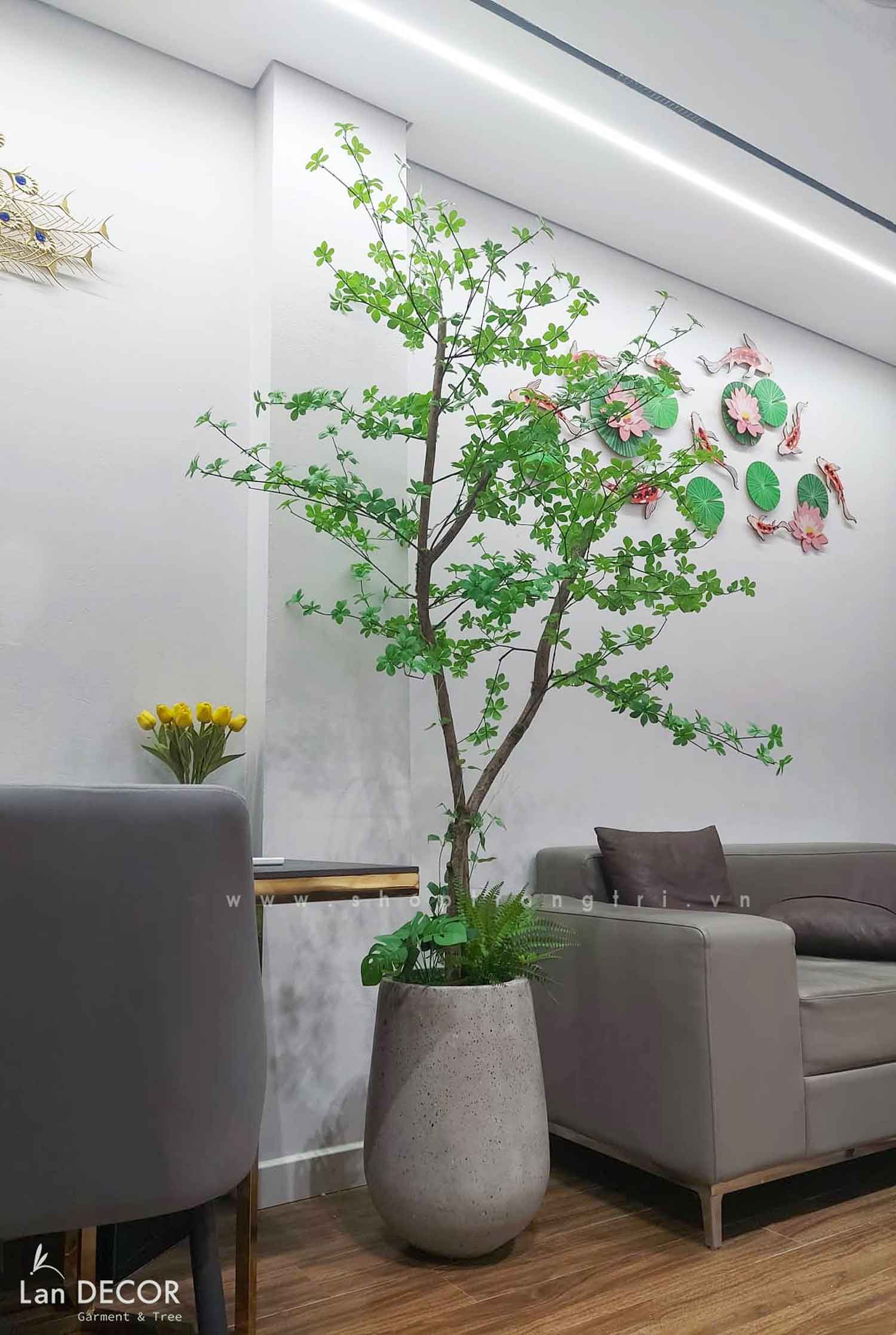 TỔNG HỢP NHỮNG MẪU CÂY THẠCH NAM NHẬT BẢN TRANG TRÍ NỘI THẤT, ĐẸP TỰ NHIÊN