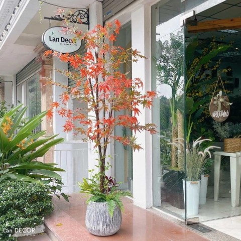 CÂY PHONG TRANG TRÍ NHÀ ĐẸP LANDECOR (190cm) - CC441