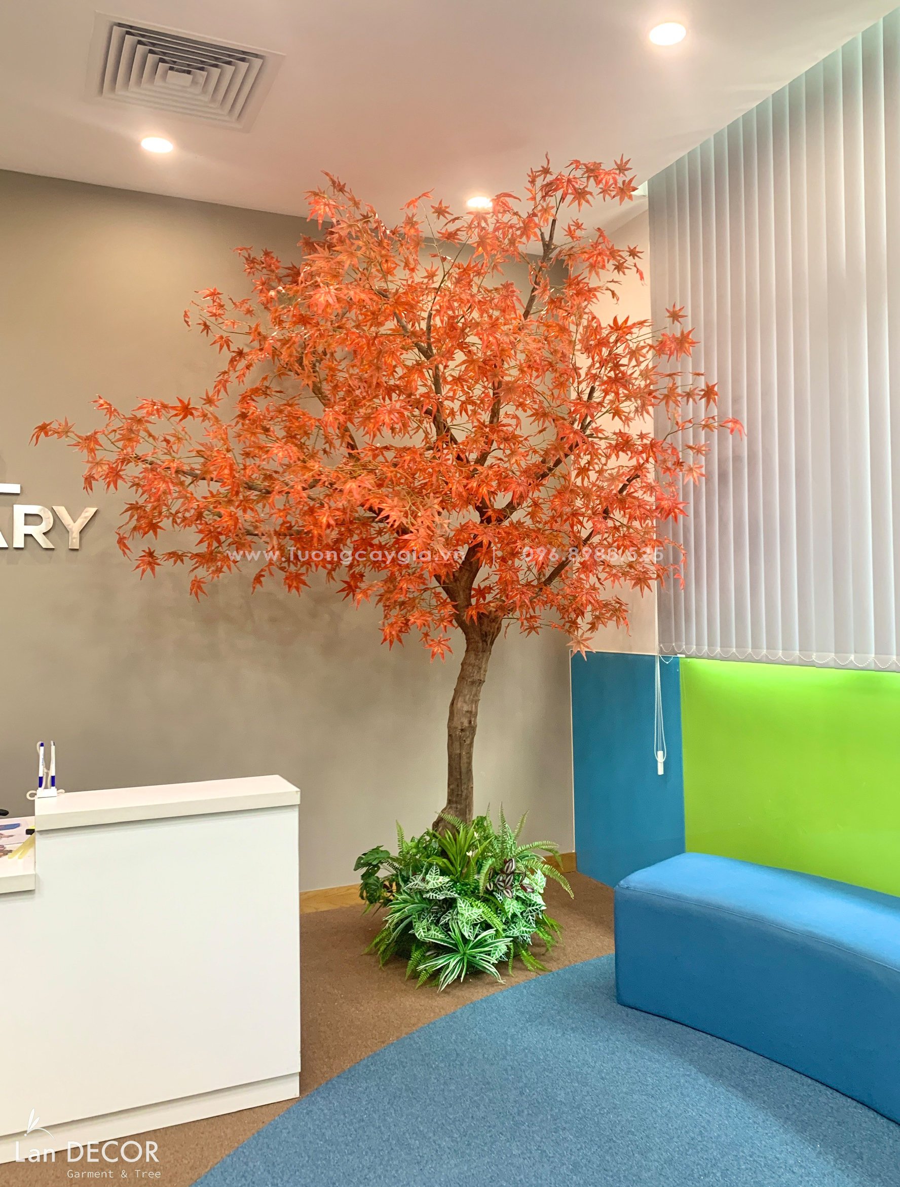 CÂY PHONG TRANG TRÍ CỬA HÀNG, VĂN PHÒNG NỔI BẬT (2m5-2m8) - CC787