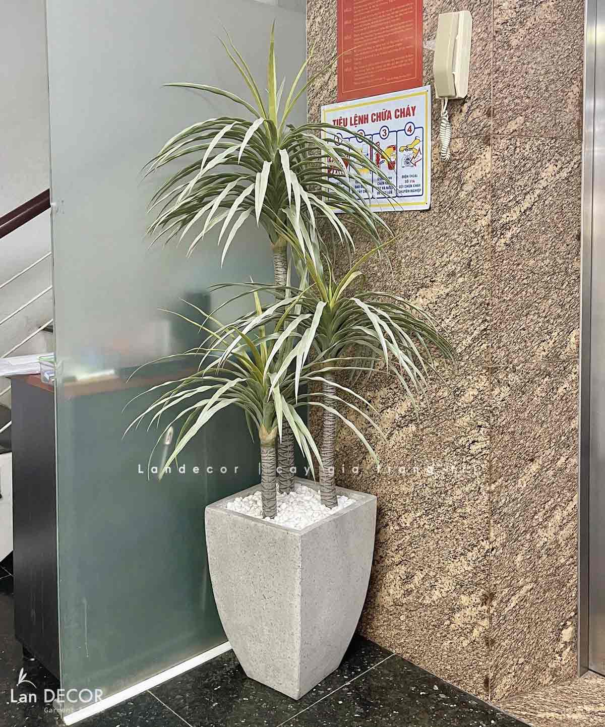 Cây phát tài núi Landecor  (165cm) - LC3159