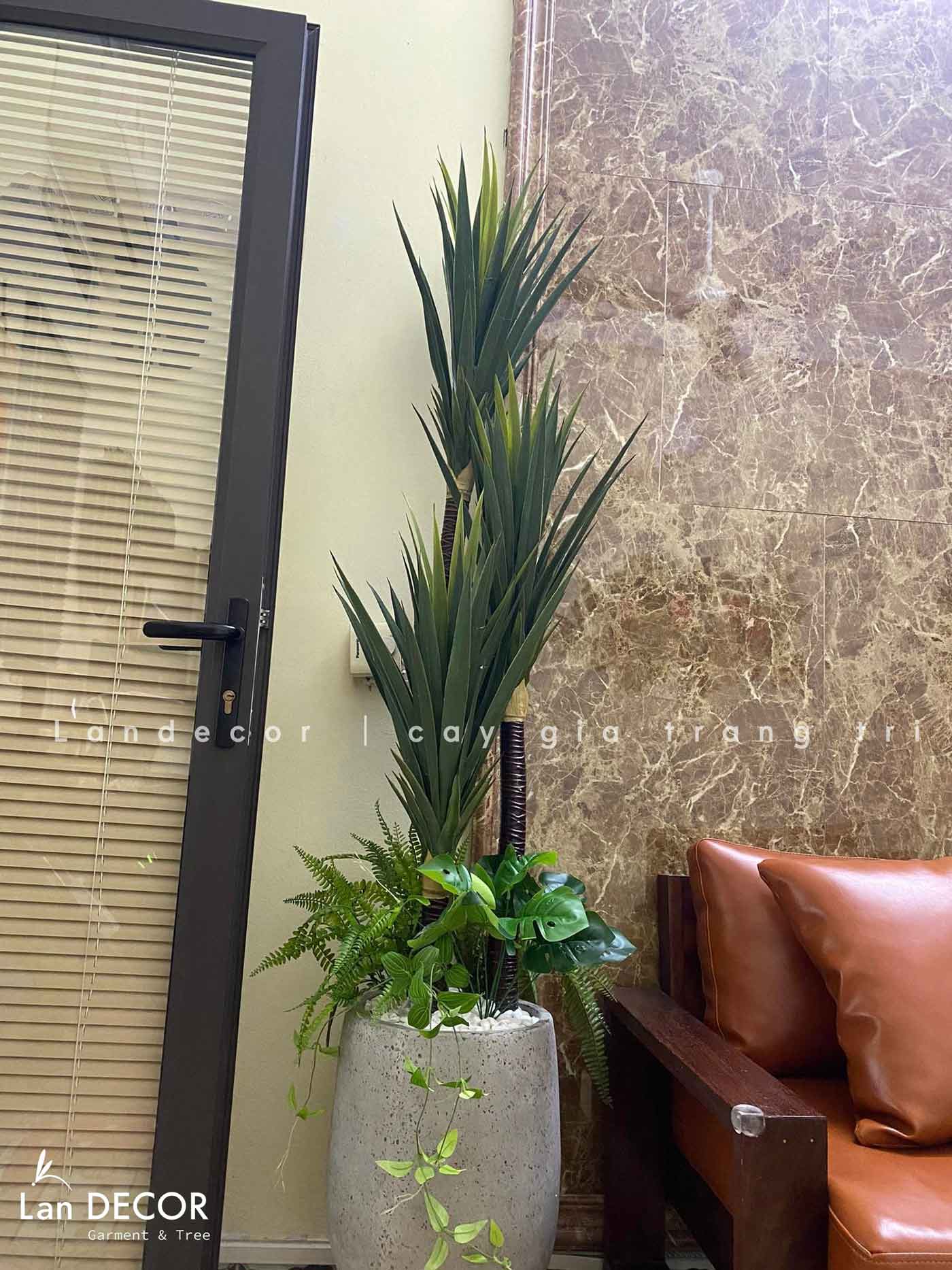 Chậu cây phát tài núi mix tiểu cảnh trang trí nội thất cao 1,5m - LC3005 mix