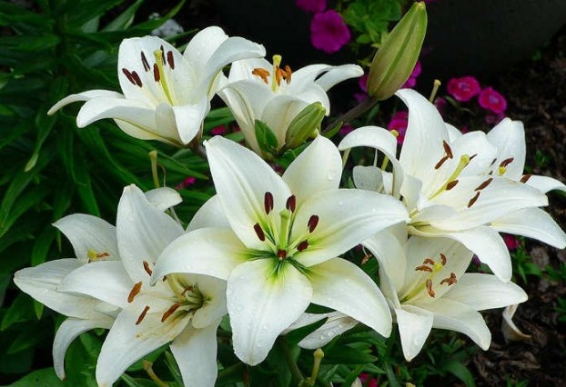 Hoa ly v  c ch chm s c C ng ty TNHH TM SX B nh Qu n Hoa ly v  c ch chm s c C ng ty TNHH TM SX B nh Qu n