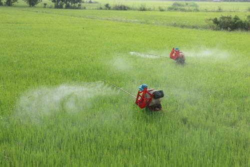 Đồng Tháp: Lúa hè thu giảm giá mạnh, khó tiêu thụ