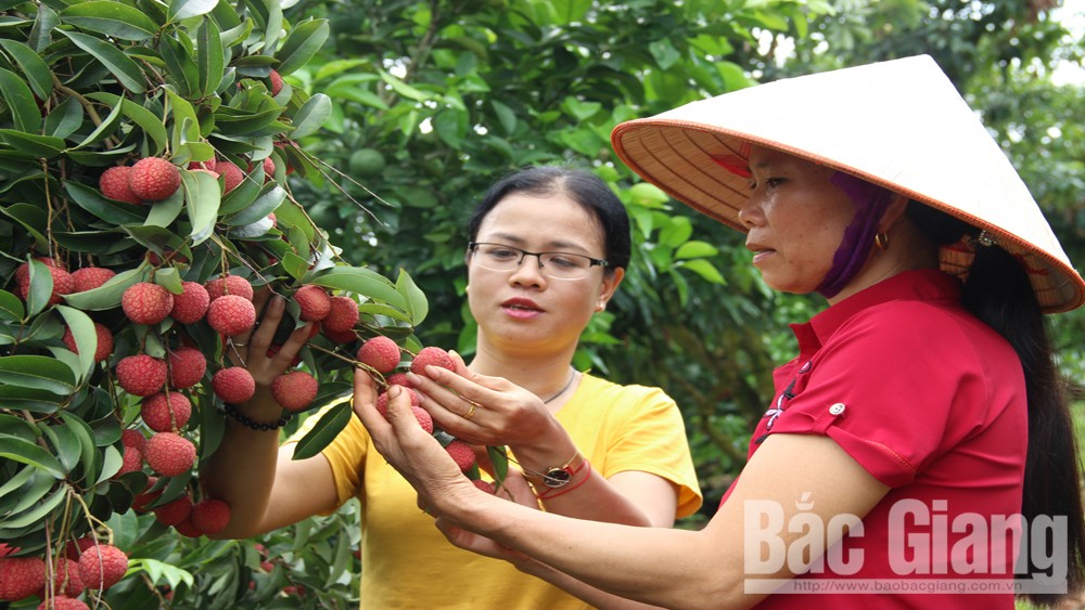 Lục Ngạn: Thu từ vải thiều tăng hơn 1 nghìn tỷ đồng so với năm 2018