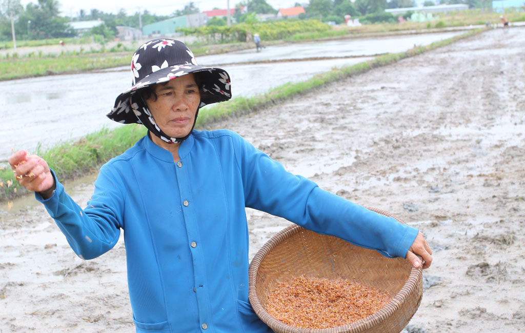 Khuyến cáo nông dân không nên sản xuất lúa vụ 3 Khuyến cáo nông dân không nên sản xuất lúa vụ 3