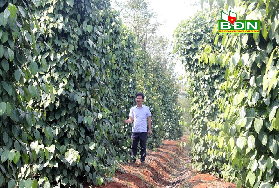 Sử dụng phân bón hữu cơ - hướng phát triển nông nghiệp bền vững