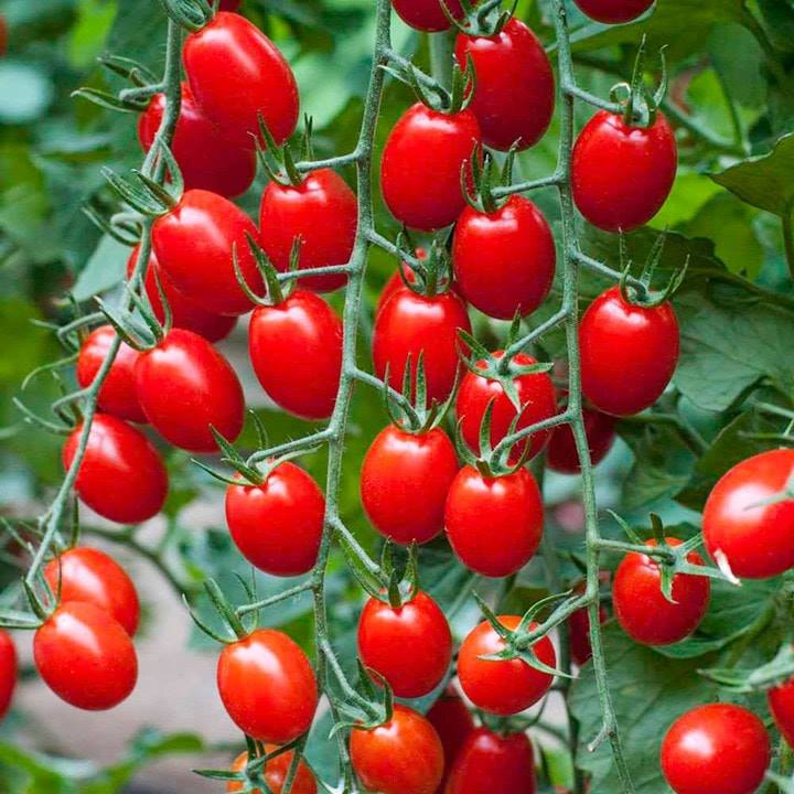 Bạn có biết 1OOg Cà Chua Bi có thể cung cấp hơn 4O% nhu cầu VITAMIN C hàng ngày?