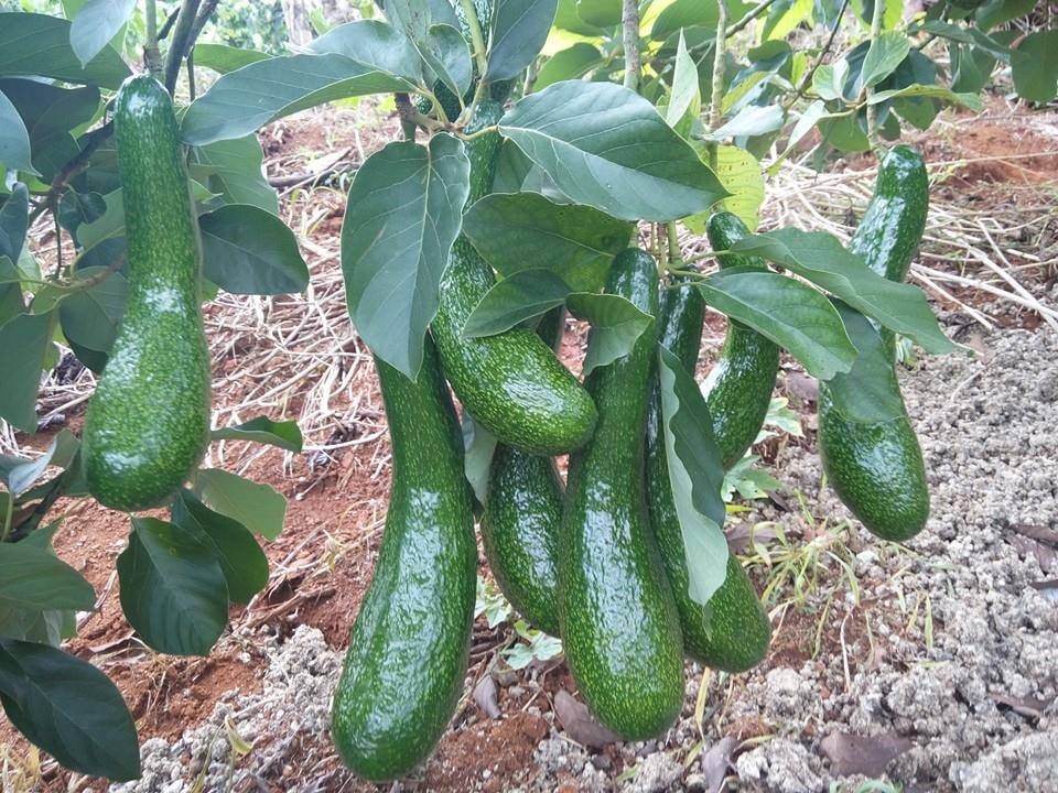 Bơ Sáp 034 - Thần dược thiên nhiên ngay trong tầm tay bạn 🥑