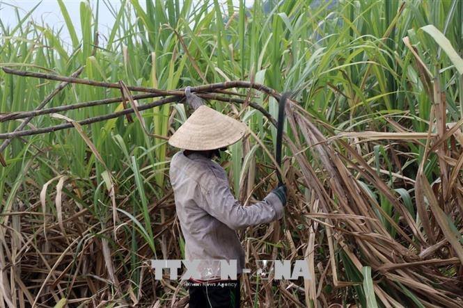 Tìm lại 'vị ngọt' cho đường ở các tỉnh Nam Trung bộ - Bài 1: Chồng chất khó khăn