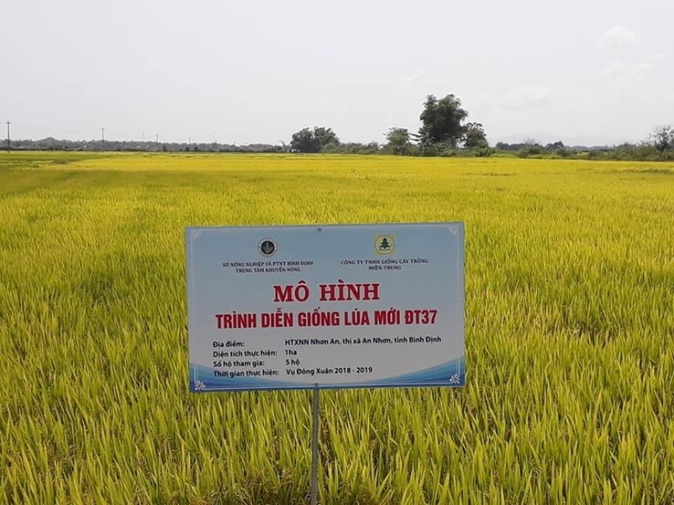 Bình Định: Tổng kết mô hình giống lúa thuần mới ĐT37