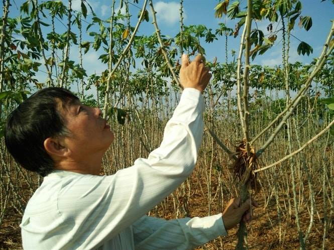 Nông dân trồng mì lao đao thời 'bão giá, bão dịch'