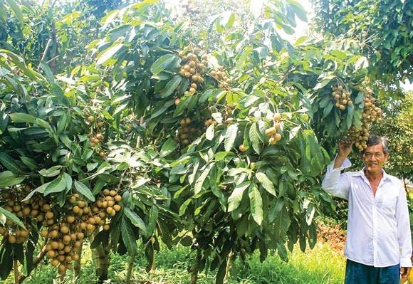 Chương trình “Canh tác thông minh”: Tăng năng suất cho nhãn Ido