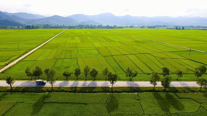 Nhân rộng mô hình ‘Giảm lượng hạt giống gieo sạ trong sản xuất lúa tại Đồng bằng sông Cửu Long và Nam Trung bộ