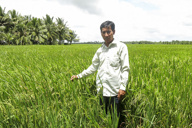 Long Phú (Sóc Trăng): Tiêu thụ lúa tốt nhờ liên kết bao tiêu